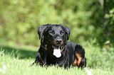 BEAUCERON 956